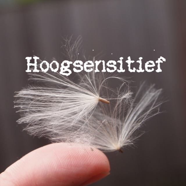 foto paardenbloem hoogsensitief